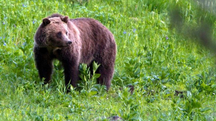 Illegal grizzly hunting leads to fine, ban for B.C. man