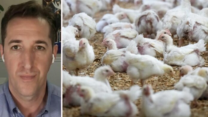 Avian flu: What are the risk to humans?