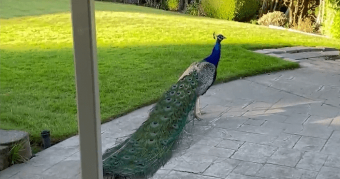 ‘Poop all over the place’: Free-roaming peacocks anger Vancouver Island neighbourhood - BC